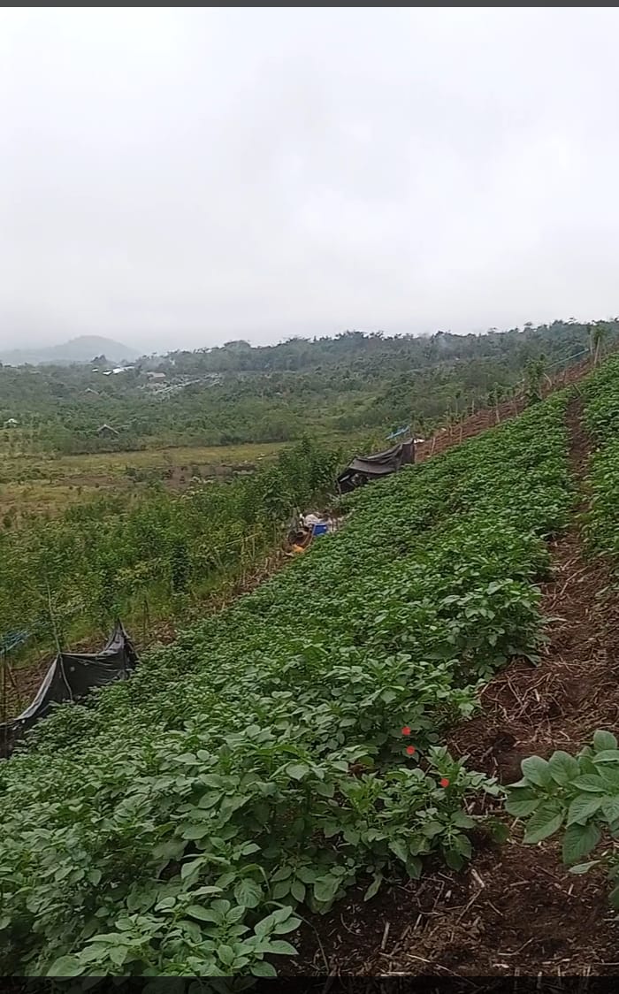 KEBUN KENTANG